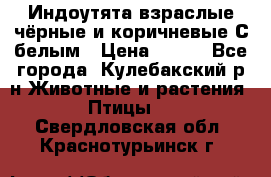 Индоутята взраслые чёрные и коричневые С белым › Цена ­ 450 - Все города, Кулебакский р-н Животные и растения » Птицы   . Свердловская обл.,Краснотурьинск г.